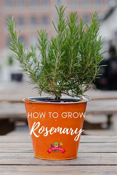 5 Tips For Growing Rosemary The Kitchen Garten