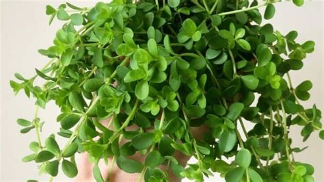 Peperomia Japonica Care All You Need To Know