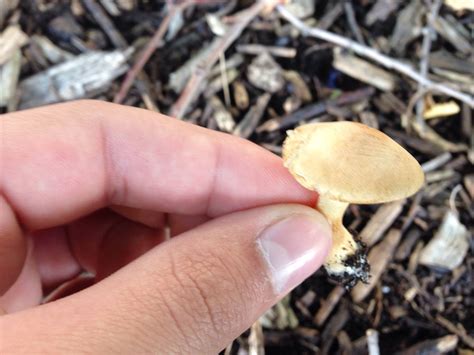 Mushroom Identification Help Plz Mushroom Hunting And Identification