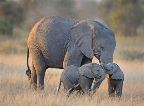 20 Of The Cutest Baby Elephants That Will Melt Your Heart