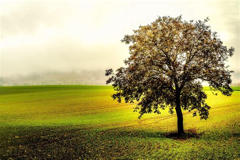 1280x720 Resolution Landscape Photography Of Tree On Grass Field Hd