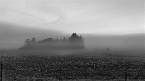 Fog Forest Field Gray Free Photo On Pixabay Pixabay
