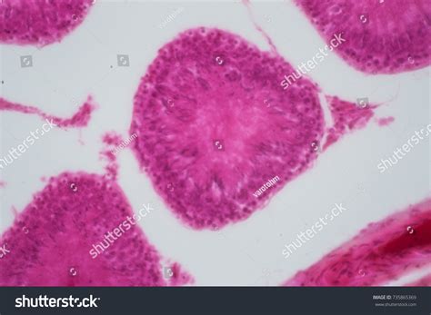 cross section human testis under microscope ภาพสต็อก 735865369 shutterstock