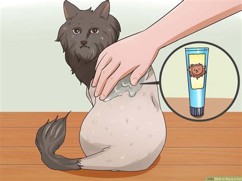 How To Give A Cat A Haircut Best Haircut 2020