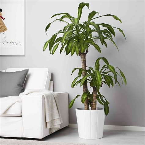 The Best Tips For Buying Plants At Ikea