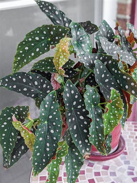 How To Care For The Gorgeous Begonia Maculata Plant