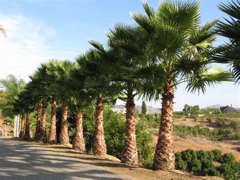 Check spelling or type a new query. Kendall Palm Nursery Inc. | plantANT.com