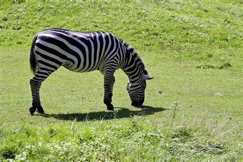 Zebra Single Mammal · Free Photo On Pixabay