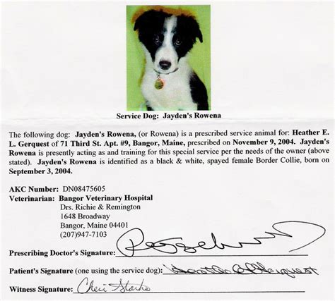 We did not find results for: My Border Collie, Rowena: Trials & Tribulations of a ...