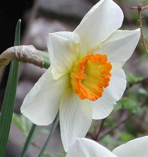 Maybe you would like to learn more about one of these? Taking the Time to Observe the Daffodil (Narcissus ...