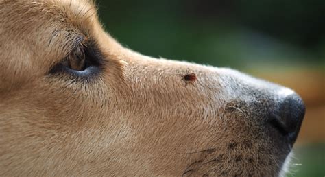 Tick-Borne Diseases In Dogs: 6 Diseases You Should Know About