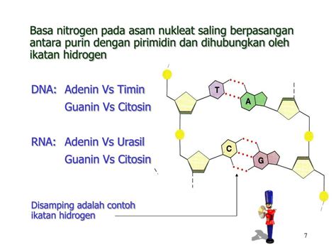 PPT Materi A Struktur Dan Fungsi Nukleus B Biosintesis Nukleus C