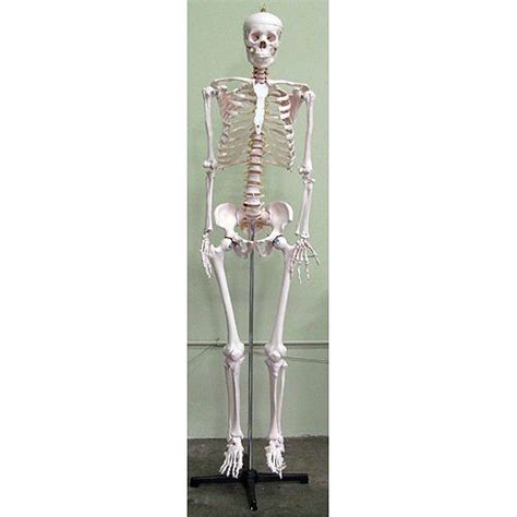 Life Size Human Skeleton Xump