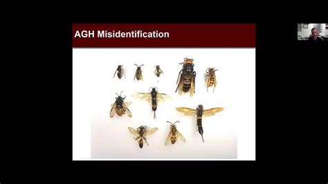 When searching for nesting spots, eastern cicada killer wasps generally look for areas in full sunlight. Cicada Killer Wasp or Asian Giant Hornet: Which one is it? - YouTube