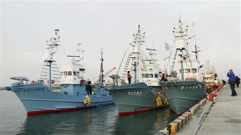 Commercial Whaling Resumes In Northeastern Japan After 32 Yr Hiatus