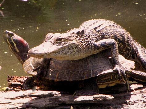 Alligator Hitching A Ride On A Turtle Photograph By Betty Berard Fine
