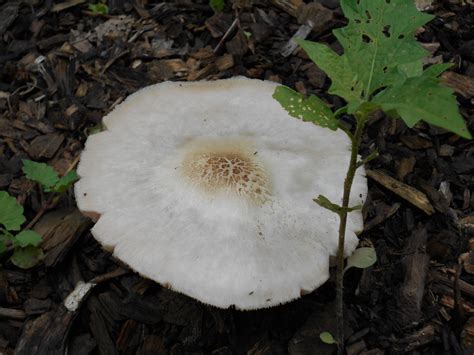 Mushrooms Of C Ville Va Mushroom Hunting And Identification