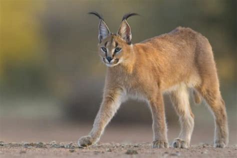 10 Incredible Caracal Facts
