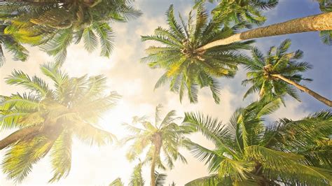 Palm Desktop Wallpapers Top Free Palm Desktop Backgrounds