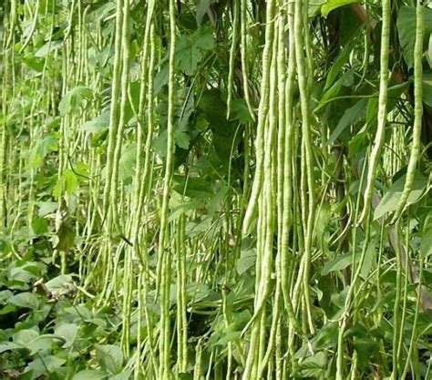 The List Of 9 Grow Bush Beans In Containers