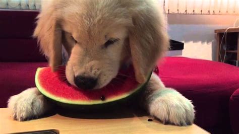 Cute Golden Retriever Puppy Eating Watermelon Youtube
