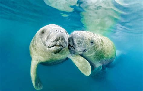 West Indian Manatee And Baby Three Sister Springs Crystal River