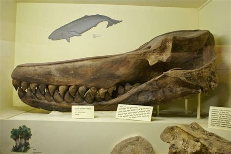 Livyatan 3 To 13mya Prehistoric Whale That Was An Apex Predator With
