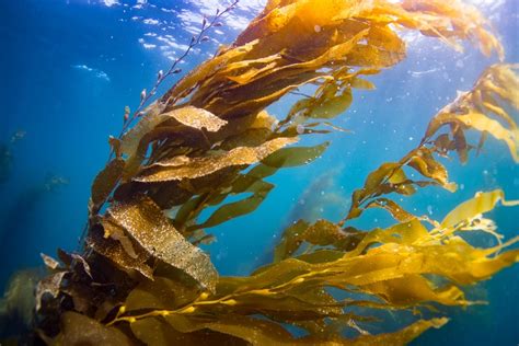 Kelp Forests Restoring A Lifeline For The Ocean Earthorg Past