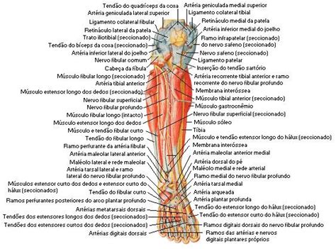 Músculos Da Perna V Ista Anterior Dissecação Profunda Sistema