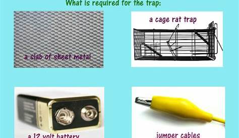 Homemade rat trap is easy to make and use for getting rid of rats and mice