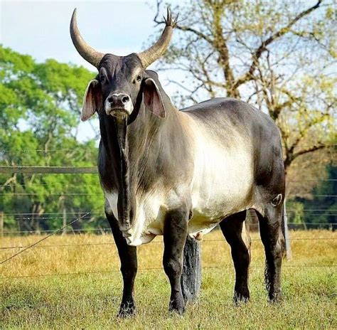 Magnificent Brahman Zebu Bull Brahman Cattle Are Commonly Called
