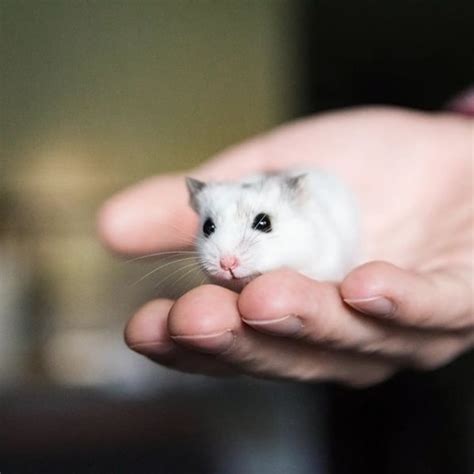 Hamster Chin Sguia Completo Fotos E Como Cuidar