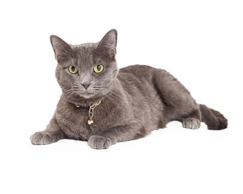 Beautiful Grey Domestic Shorthair Cat Laying Photograph By Good Focused