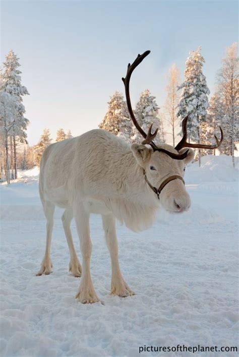 Grandjunctionbroker Male Reindeer Shed Their Antlers At The End Of The Mating Season In Early