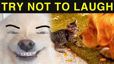 Try Not To Laugh Dogs And Cats 😁 Funniest Animals Video 2023 Youtube