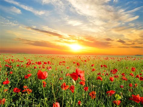 Wallpaper Poppies Flowers Field Beautiful Sunset