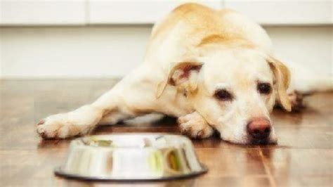 Does yogurt contain any nutrients value that is good for our cats? Can Dogs Eat Yogurt? | Healthy Paws