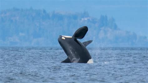 Whales Come To Play On Puget Sound Photo 5