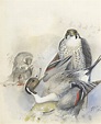 John Guille Millais (1865-1931), Peregrine falcon and duck | Christie’s