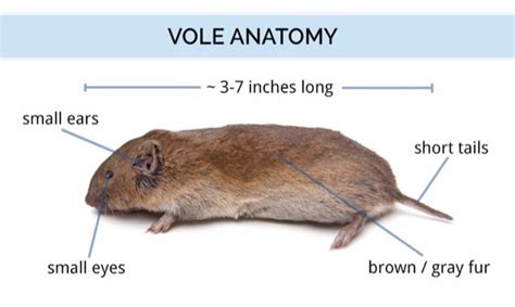 Vole Identification Guide What Is A Vole What Do They Eat And Look Like