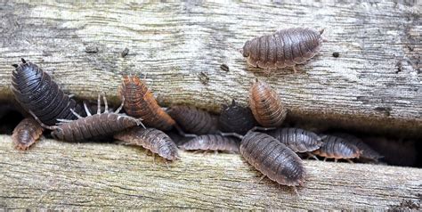 How To Get Rid Of Woodlice In Home Naturally With Best Woodlice Killer