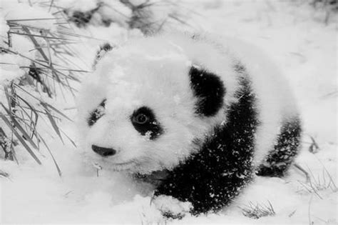 24 Best Cute Baby Pandas Images On Pinterest Baby Panda
