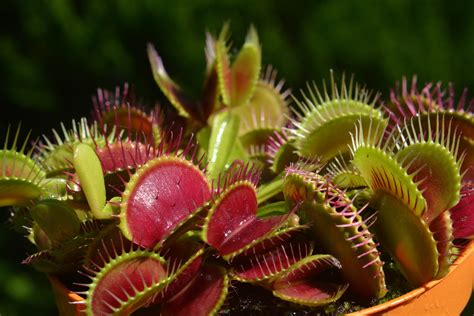 Carnivorous Plant Care A Guide To Revitalising Your Garden Carbon Gold