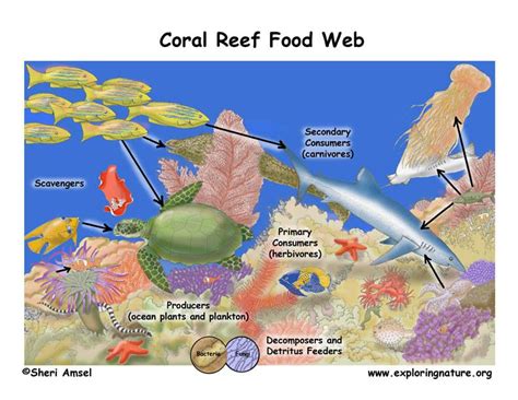 Coral Reef Food Web Exploring Nature Educational Resource Coral Reef
