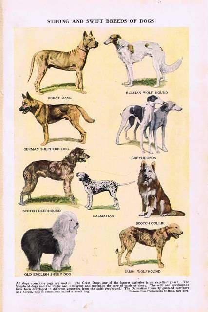 Antique Vintage Dogs Strong And Swift Breeds Pet Animal Color Etsy