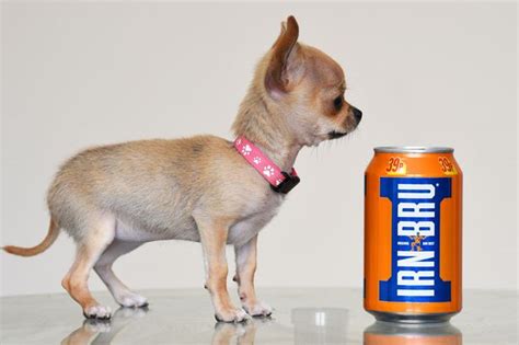 The Worlds Smallest Dog Lanarkshire Chihuahua Can Barely
