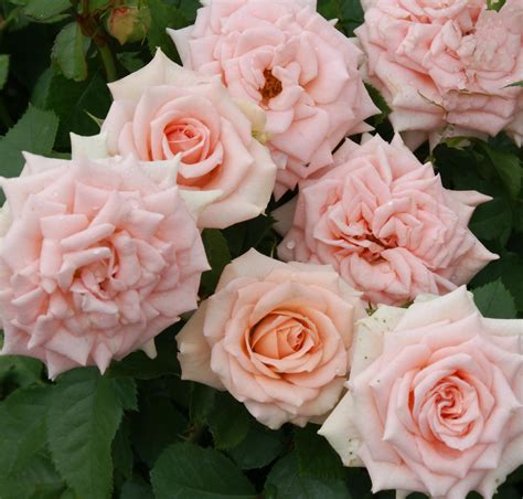 Bienkie Ludwigs Roses