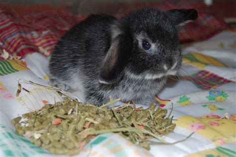 Shop online at best buy in your country and language of choice. Wonderful Cute Mini Lops Baby Bunnies For Sale | Canvey ...