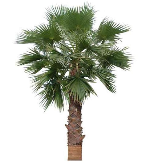 California Fan Palm Trees Cold Hardy Palms