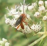 Pictures of Orange Wasp With Black Wings